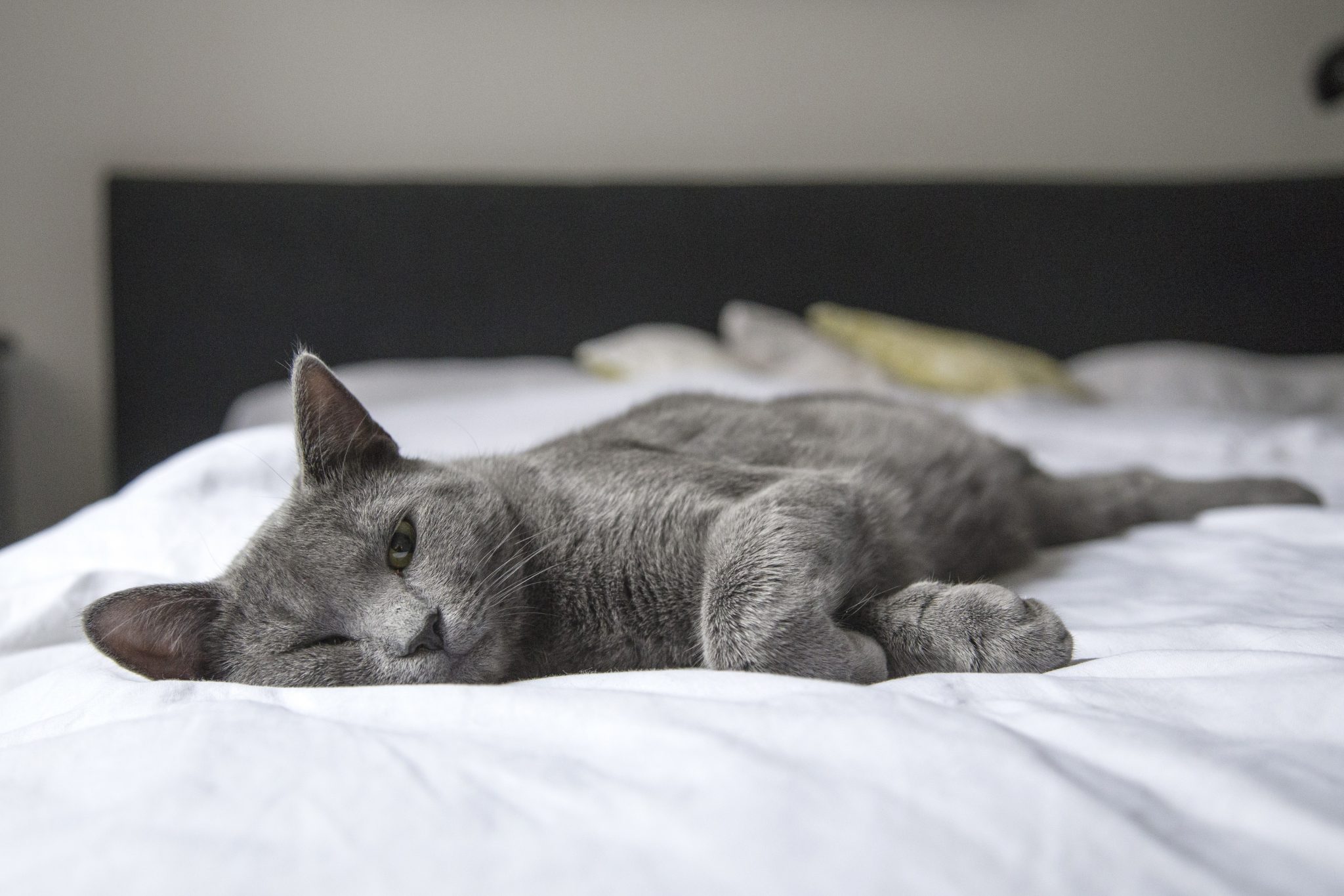 Blog Gezellige kat ontspant thuis, symboliserend goede verzorging voor je nieuwe kat met voerbak en comfortabele omgeving