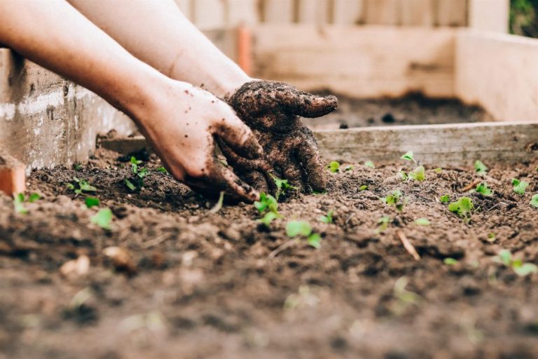 Artikelen uit het ruim aanbod tuinbenodigdheden van Spoelders, inclusief gereedschap en planten