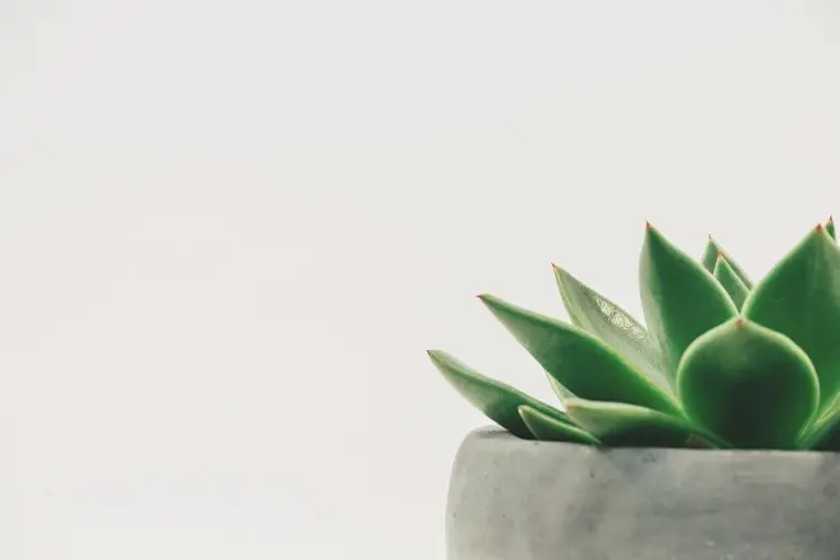 Diverse kamerplanten waaronder sansevieria, monstera en andere planten die passen bij verschillende interieurstijlen en leven