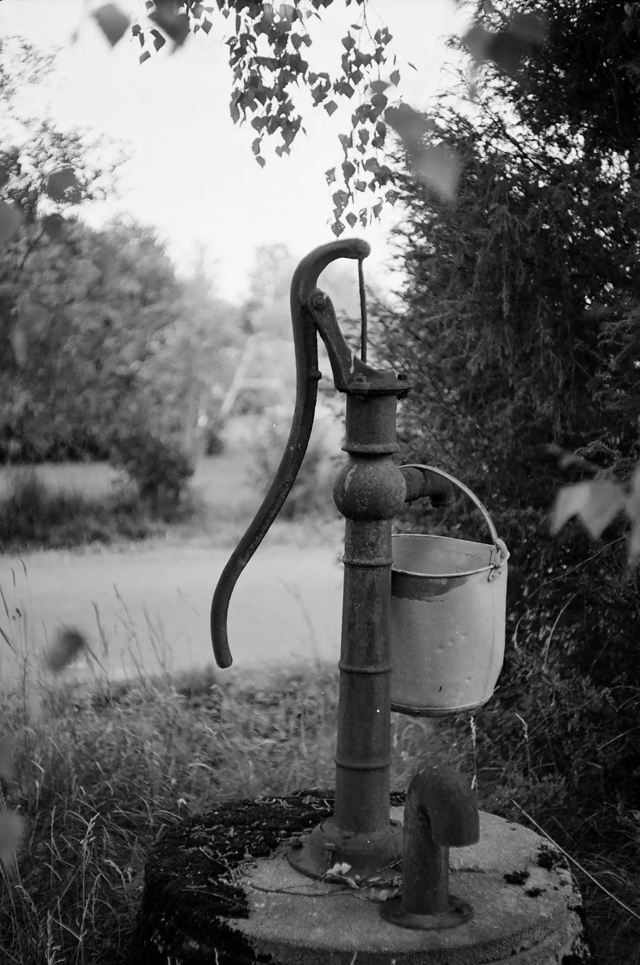 Blog Gezonde vijver met watercirculatie dankzij een vijverpomp, voorkomt algengroei en zorgt voor schoon water